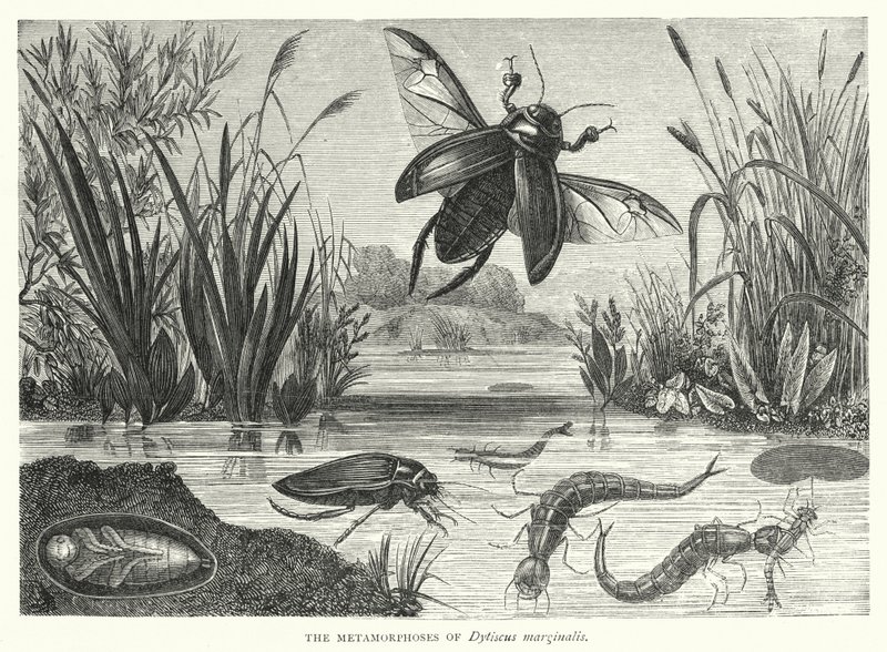Metamorfoserne af Dytiscus marginalis (gravering) af English School