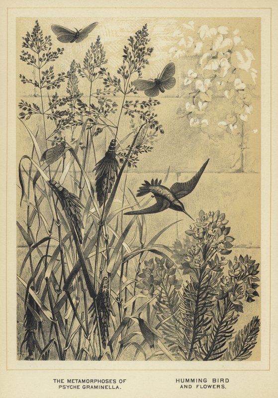 Metamorfoserne af Psyche graminella, kolibri og blomster af English School
