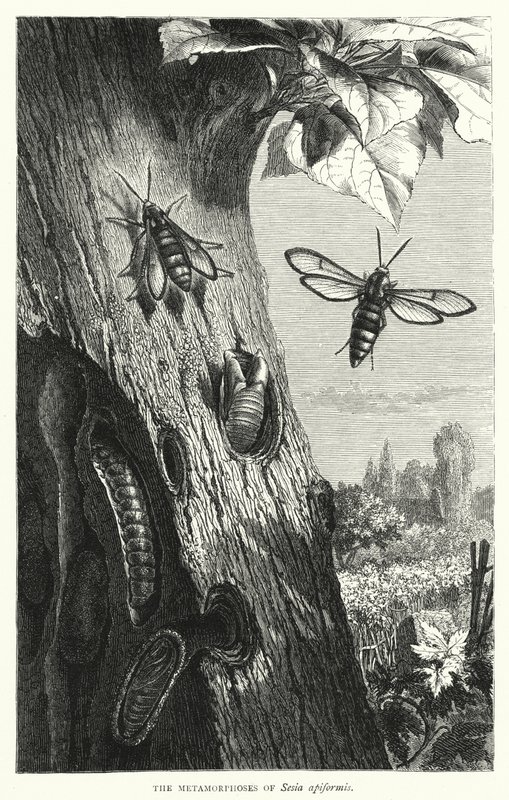 Metamorfoserne af Sesia apiformis (gravering) af English School