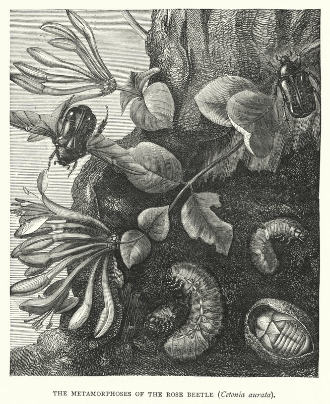 Rosenbillens metamorfoser, Cetonia aurata (kobberstik) af English School