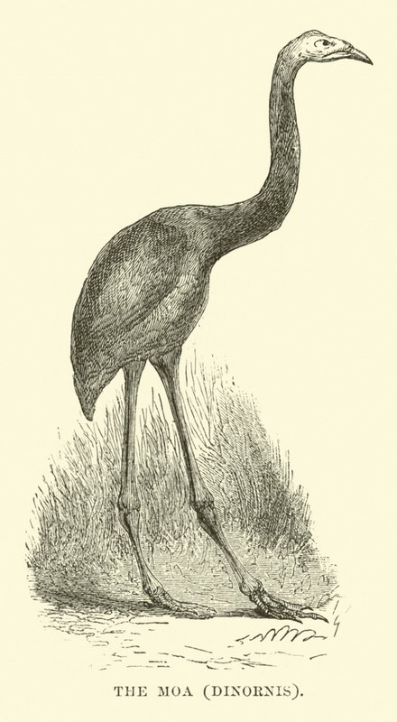 Moa, Dinornis af English School
