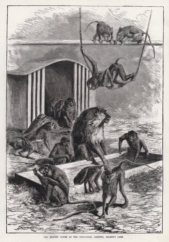 Abehuset ved Zoologisk Have, Regent