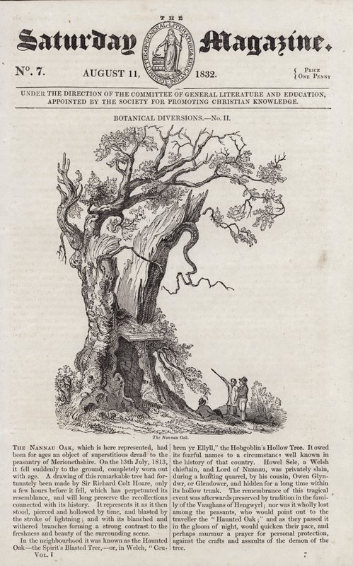 Nannau Oak (gravering) af English School