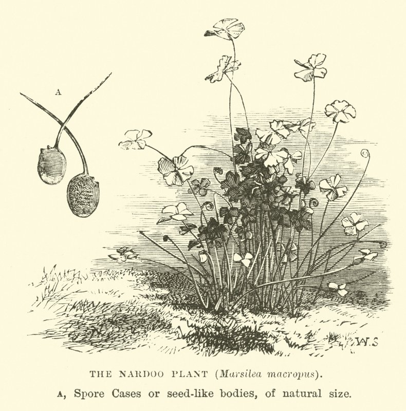 Nardoo-planten, Marsilea macropus af English School