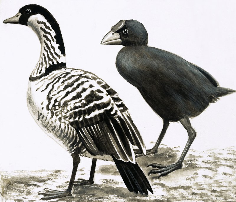 Ne-Ne eller hawaiisk gås og takahe fugl af English School