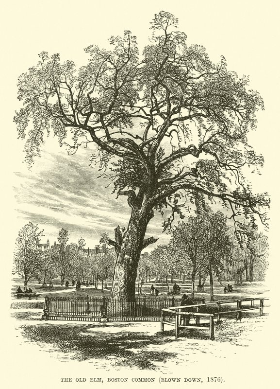 The Old Elm, Boston Common, blæst ned, 1876 af English School
