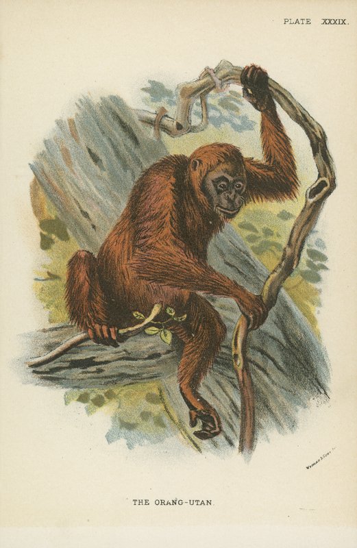Orang-Utan af English School