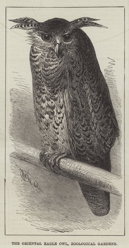 Den orientalske ørneugle, zoologiske haver (gravering) af English School