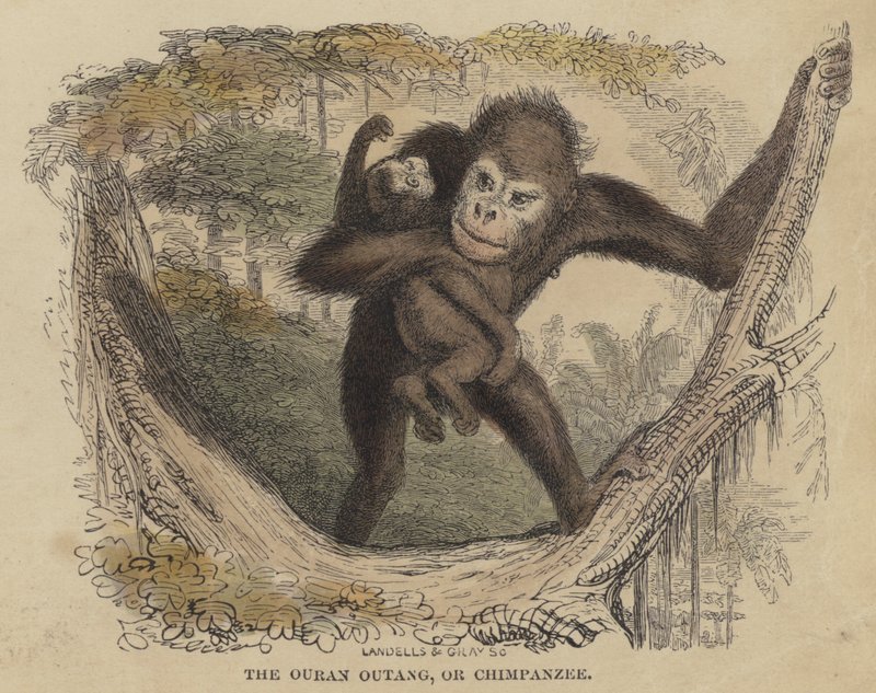 Ouran Outang eller chimpanse (farvet indgravering) af English School