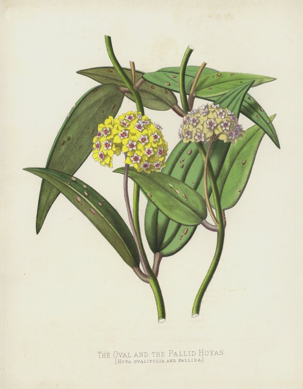 Oval og Pallid Hoya, Hoya Ovalifolia og Pallida af English School