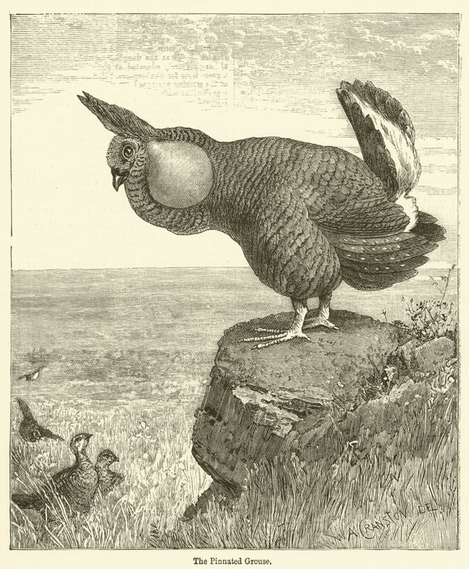 The Pinated Grouse (gravering) af English School
