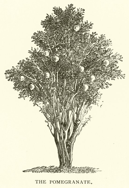 Granatæblet (gravering) af English School