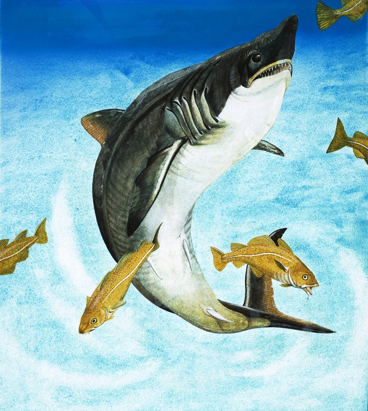 Porbeagle, en hajtype af English School