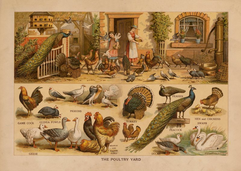 The Poultry Yard (farvelitografi) af English School
