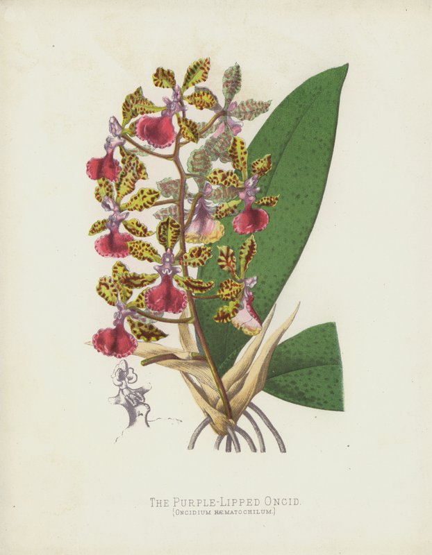Oncidium haematochilum, Oncidium Haematochilum af English School