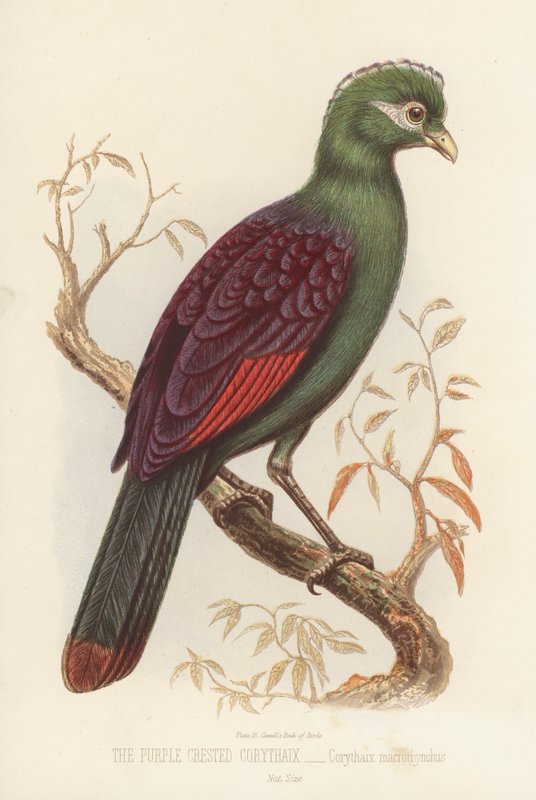 The Purple Crested Corythaix, Corythaix Macrorhynchus (farve litho) af English School