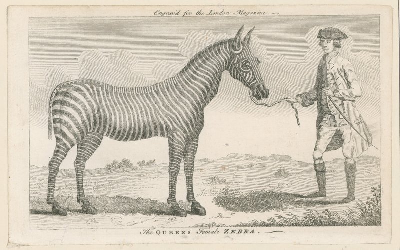 Queens kvindelige zebra af English School