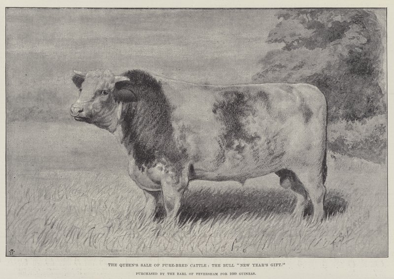 Dronningens salg af racerent kvæg, Tyrens "nytårsgave", købt af jarlen af Feversham for 1000 Guineas (litho) af English School