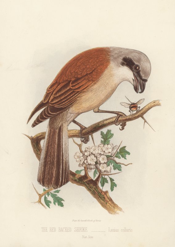 The Red Backed Shrike, Lanius Collurio (farve litho) af English School