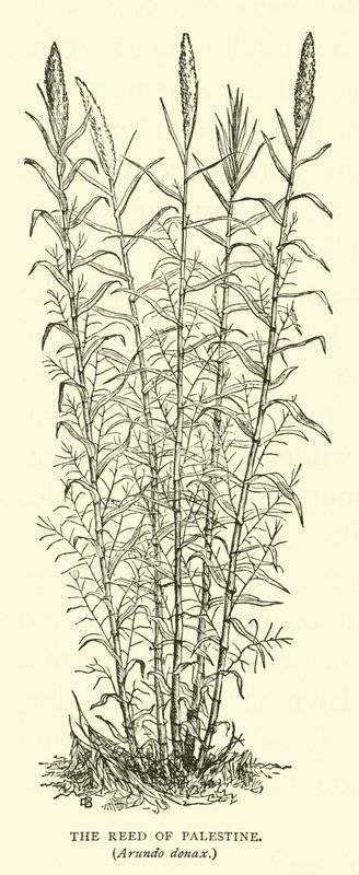 The Reed of Palæstina, Arundo donax af English School