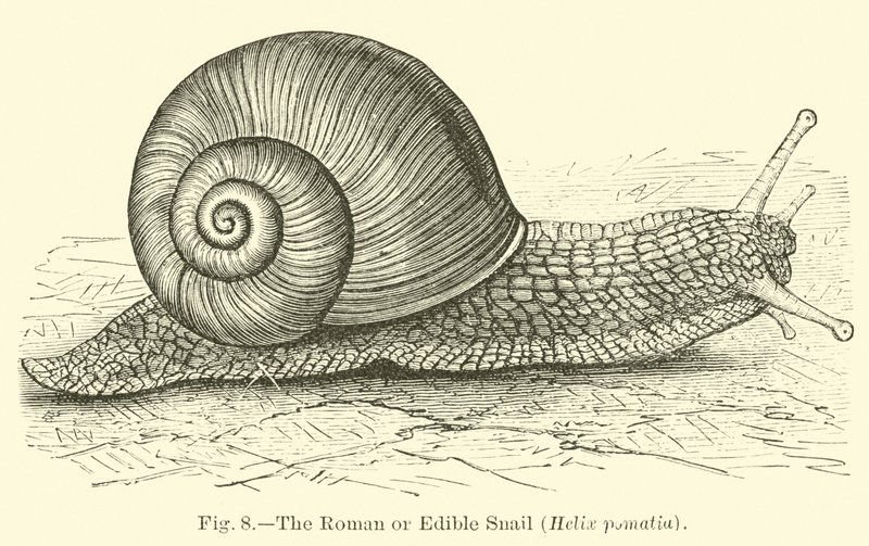 Den romerske eller spiselige snegl (Helix pomatia) af English School