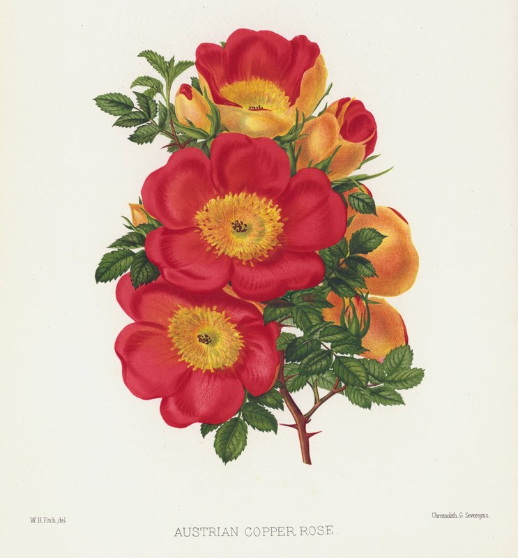 Rosenhaven: Østrigsk kobberrose af English School