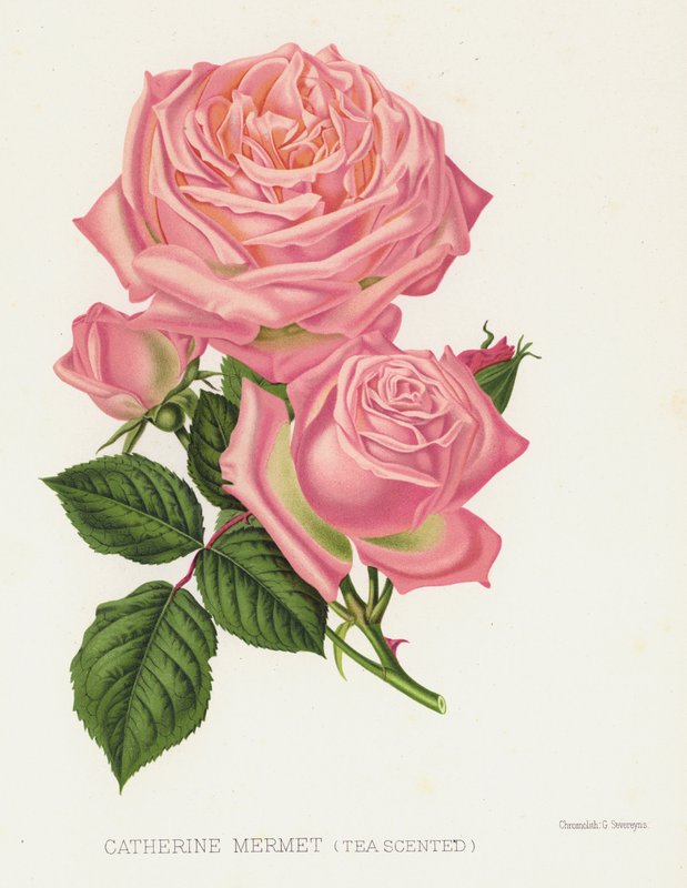 Rosenhaven: Catherine Mermet, teduftende af English School