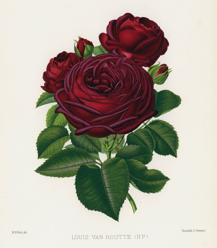 Rosenhaven: Louis Van Houtte, HP af English School