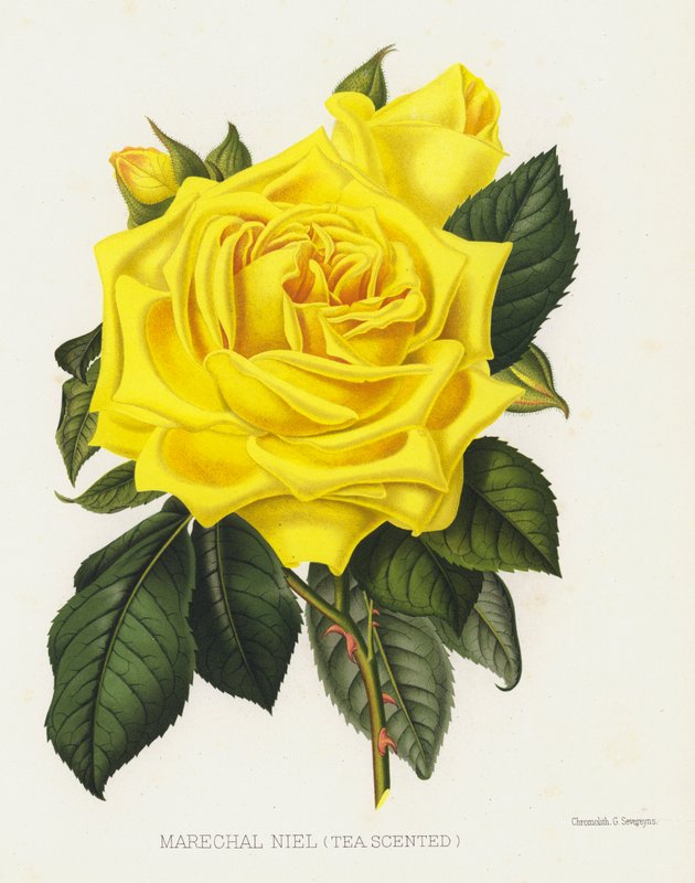 Rosenhaven: Marechal Niel, teduftende af English School