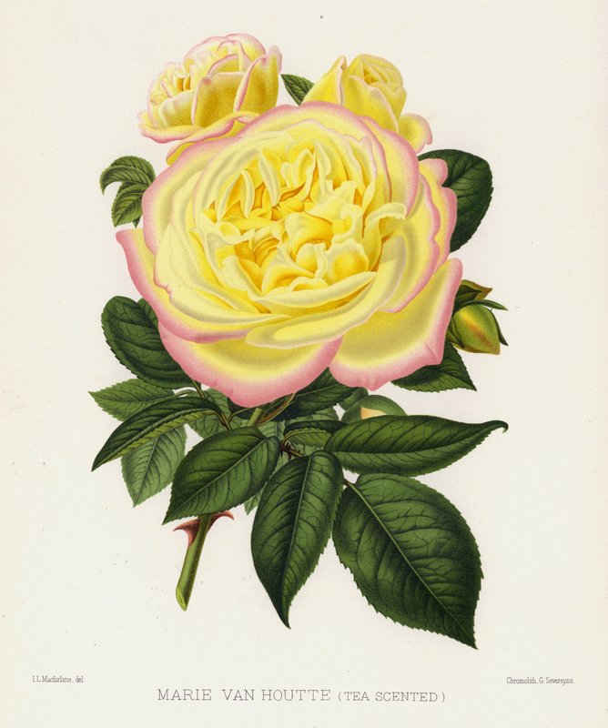 Rosenhaven: Marie Van Houtte, Tea Scented af English School