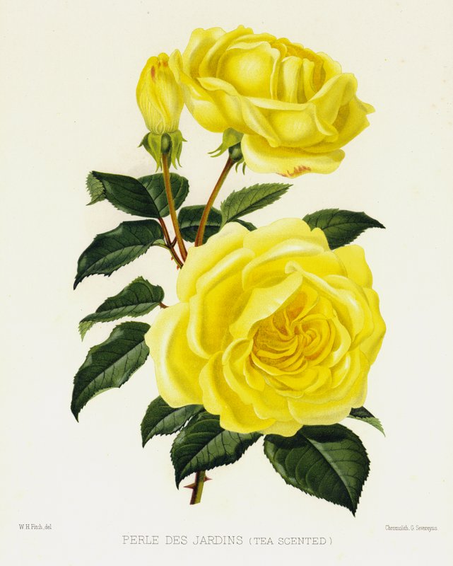 Rosenhaven: Perle Des Jardins, teduftende af English School