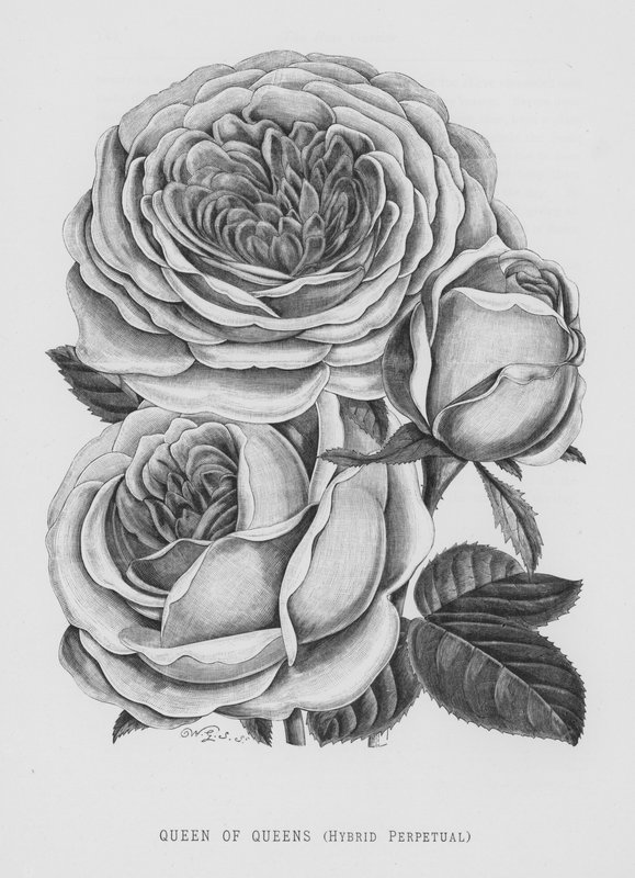The Rose Garden: Queen of Queens, Hybrid Perpetual (gravering) af English School