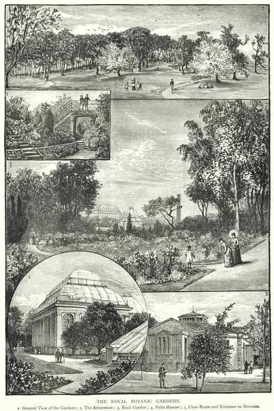 Den Kongelige Botaniske Have (gravering) af English School
