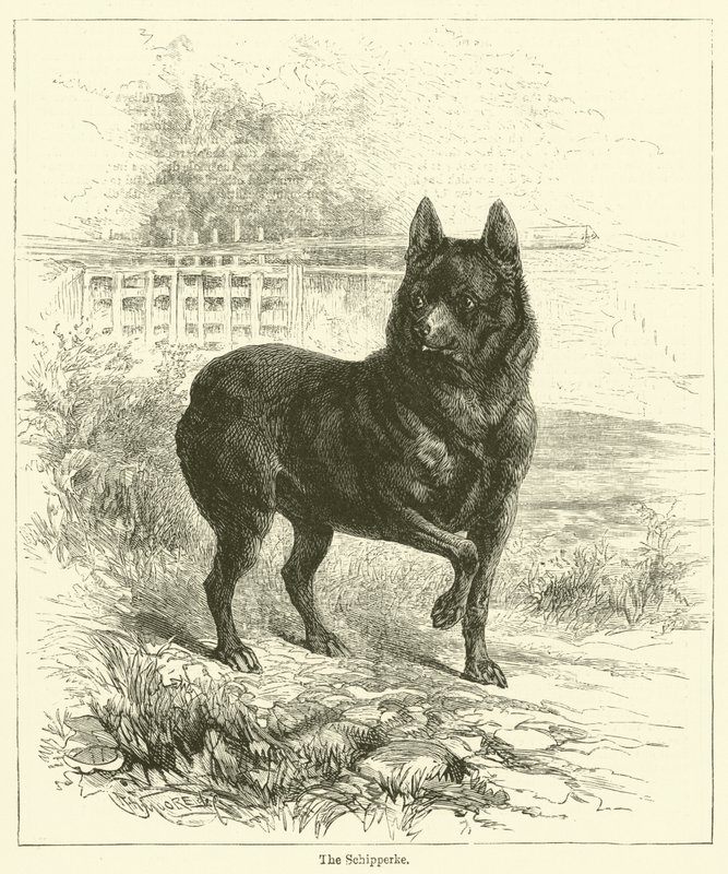 The Schipperke (gravering) af English School