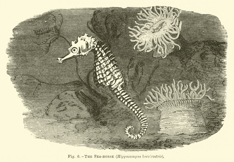 Søhesten, Hippocampus brevirostris af English School
