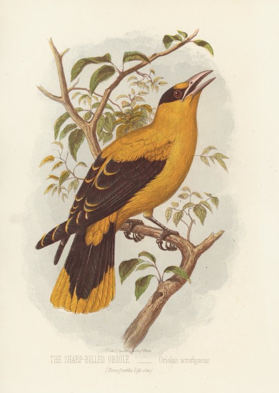 Den skarpnæbbede Oriole, Oriolus Acrorhyncus (farve litho) af English School