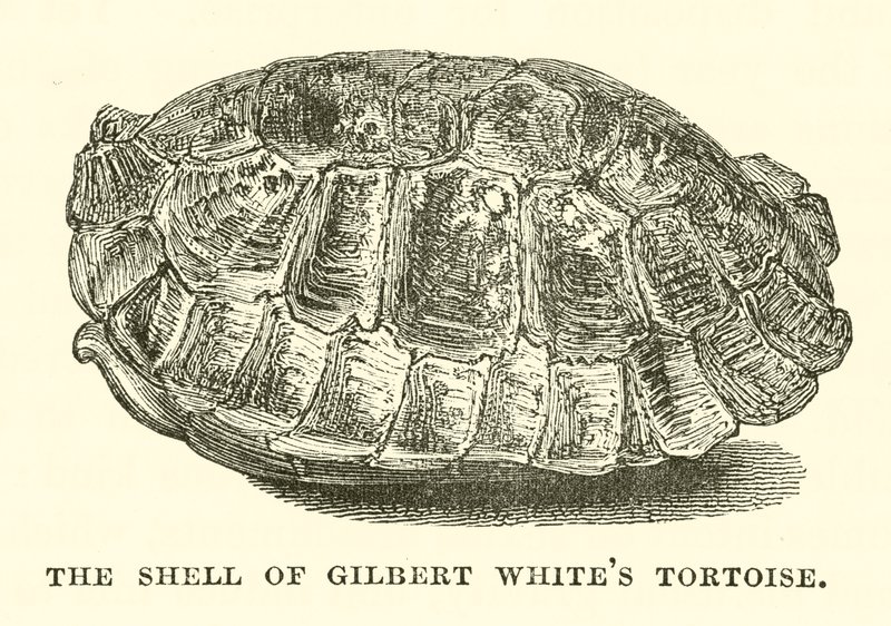 Skjoldet på Gilbert Whites landskildpadde (gravering) af English School