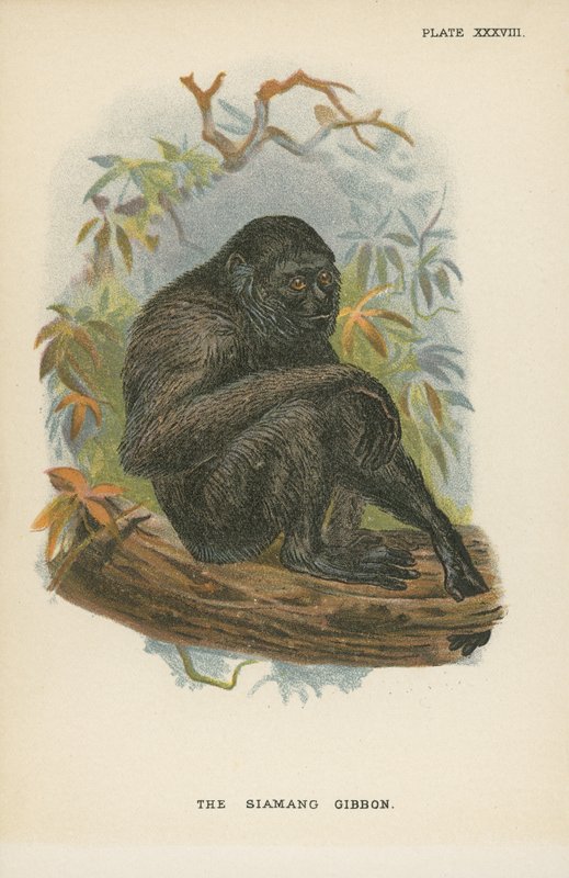 Siamang Gibbon af English School