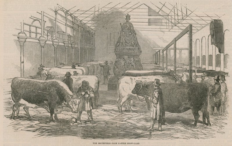 Smithfield Club Cattle Show Yard af English School