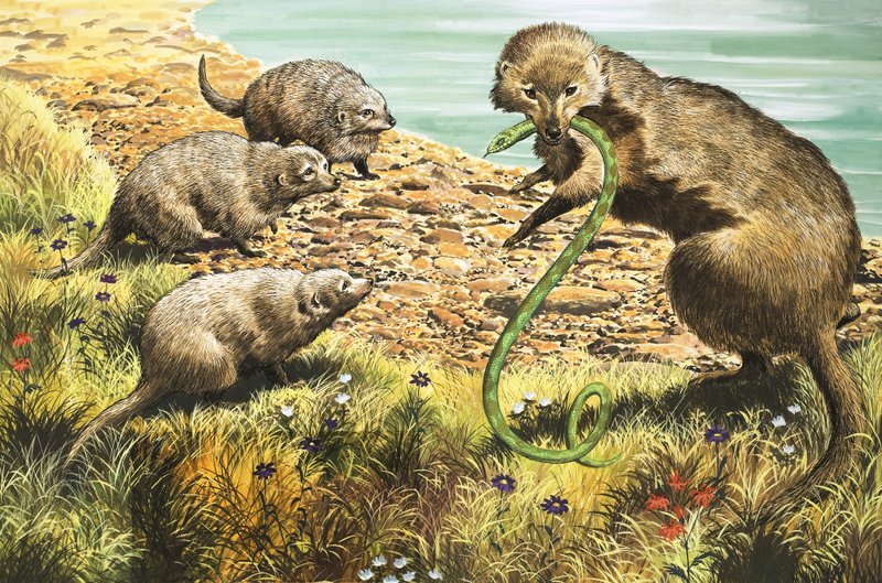 Slangefangeren, illustration fra 