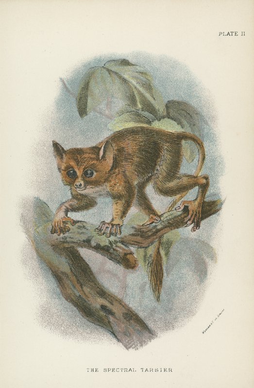 Den spektrale Tarsier af English School
