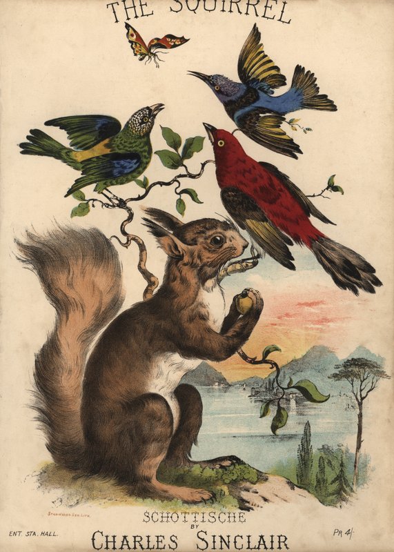 The Squirrel, Schottische af Charles Sinclair, nodeomslag (farvelitografi) af English School