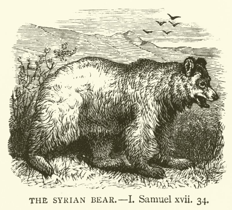 Den syriske bjørn, I, Samuel, xvii, 34 (gravering) af English School