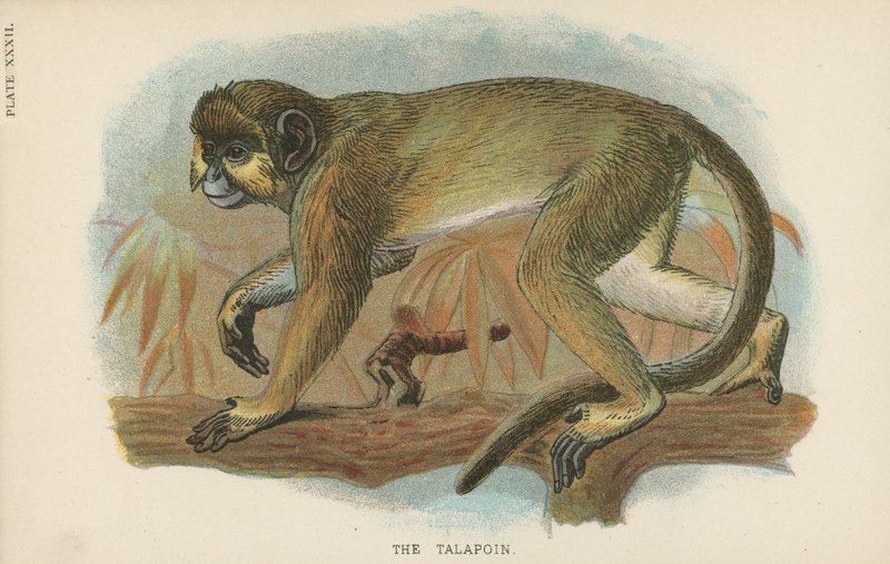 Talapoin af English School