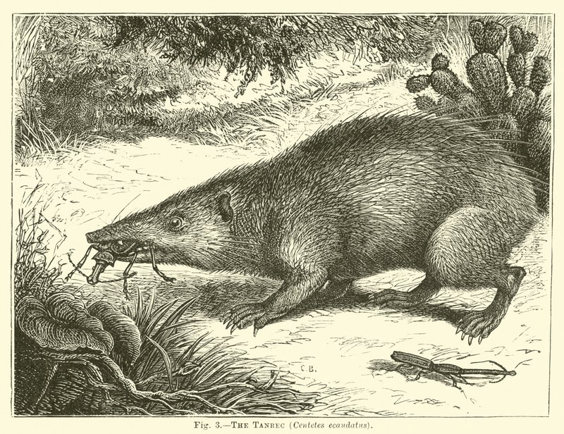 Tanrec, Centetes ecaudatus af English School