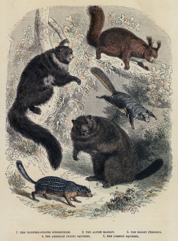 Den 13-stribede spermofil, Alpine Murmeldyr, The Bright Pteromys, The American Flying Squirrel, The Common Squirrel (farvet indgravering) af English School
