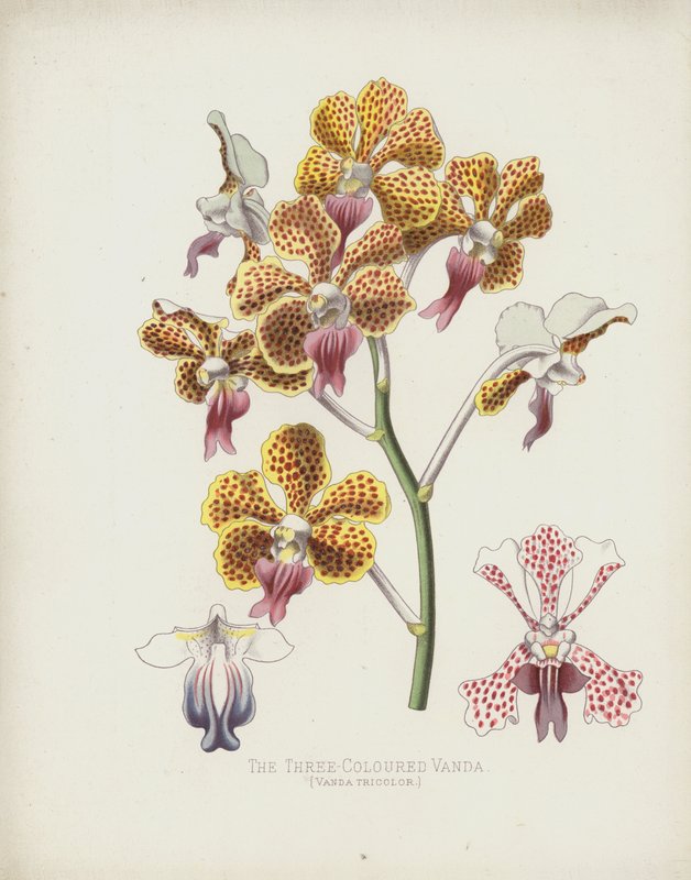Den trefarvede Vanda, Vanda Tricolor af English School