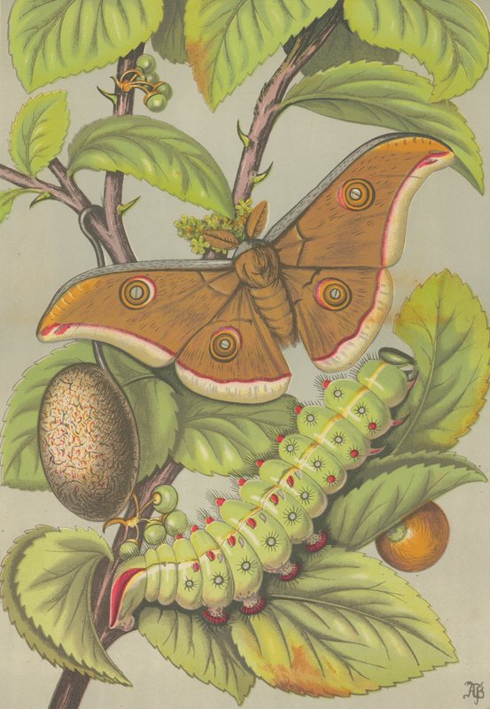 Tussar silkeorm fra Indien (farve litho) af English School