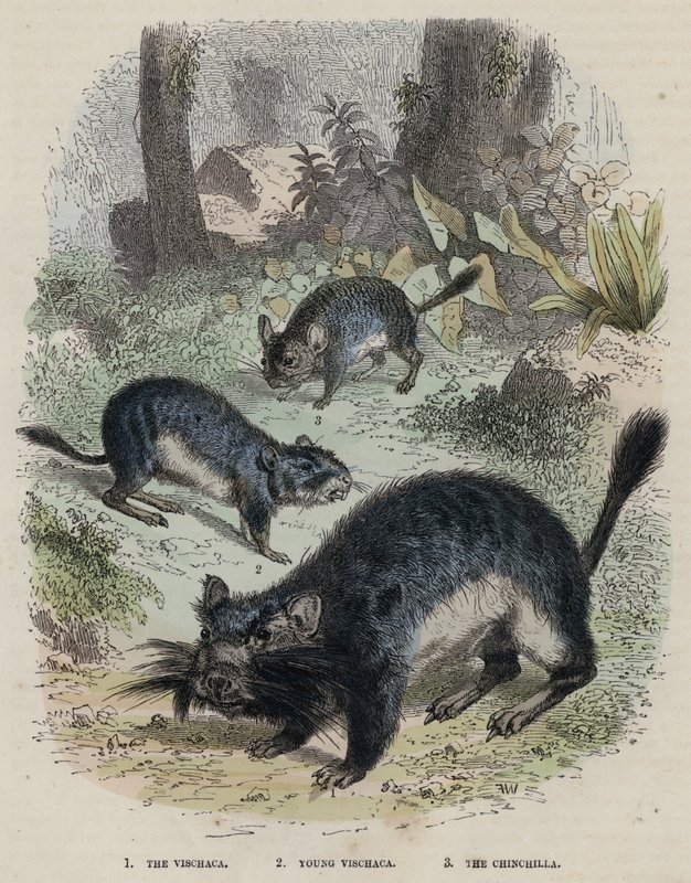 The Vischaca, Young Vischaca, The Chinchilla (farvet gravering) af English School