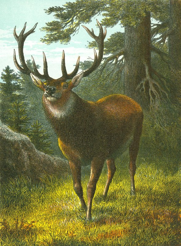 Wapiti af English School
